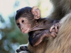 baby_barbary_macaque