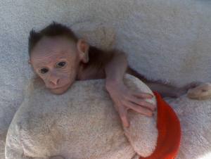 babyboybonnetmacaque