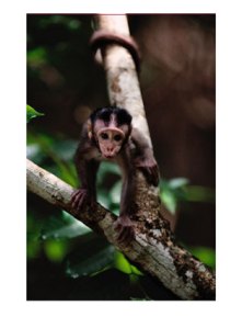 close-view-of-a-baby-macaque
