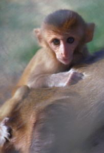 infant_rhesus