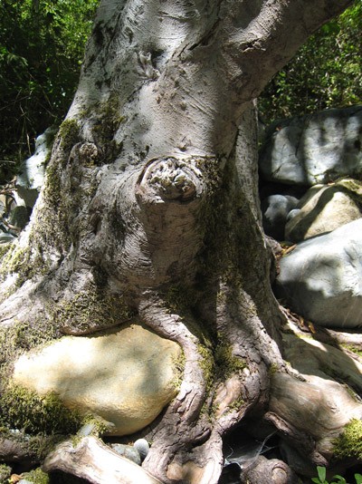 inner_peace_under_a_tree