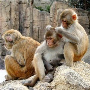 macaques-grooming