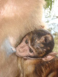 nursingbarbary_macaque_baby