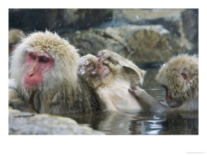 ostoo-00000026-001japanese-macaques-or-snow-monkeys-three-monkeys-in-hot-spring-with-infant-in-the-middle-japan-posters1