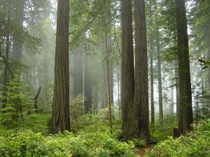 redwood-national-park