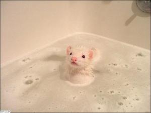 ferret-bath