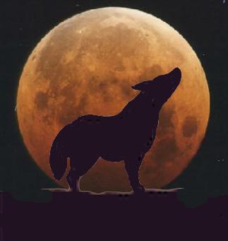 coyotemoon
