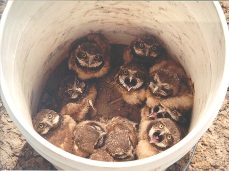 bucket-of-owls