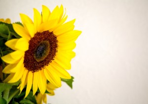sunflower_on_white