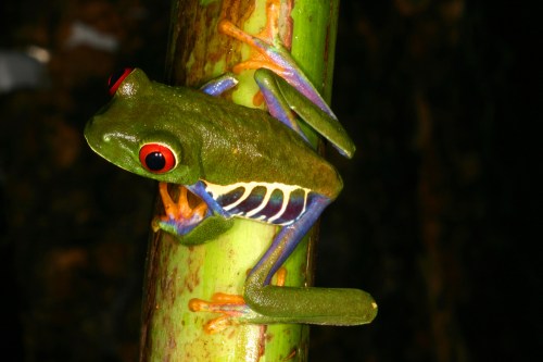 Agalychnis%20callidryasRed-eyedTreeFrog