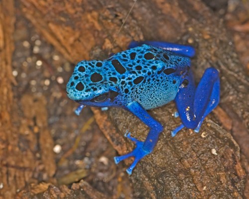 BlueTreeFrog