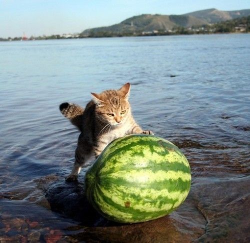 Cat 'n melon