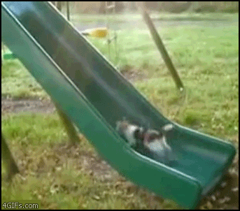 [ani] a cat on a slide