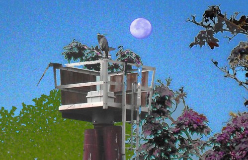 Bird, tower, moon- composit of several pictures