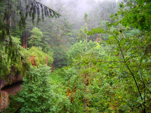 Oregon Rainforest- Silver Creek trail