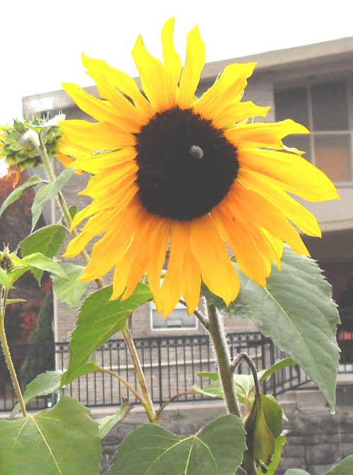 sunflower-post_halloween